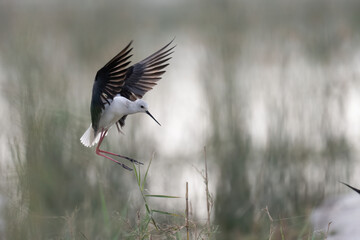 Black-winged Stilt in Flight Over Wetlands
