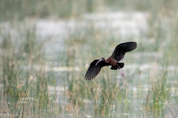 Glossy Ibis in Flight Over a Wetland