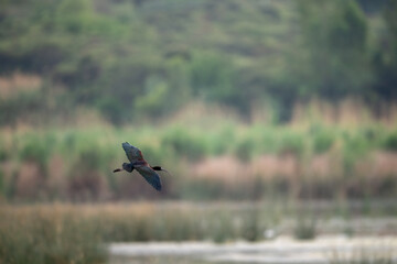 A glossy ibis soars gracefully through the air above a tranquil wetland.