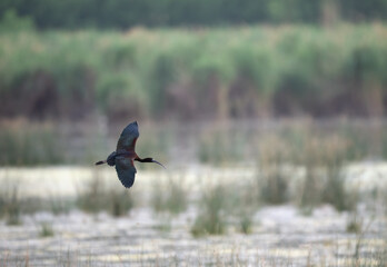A glossy ibis soars gracefully through the air above a tranquil wetland.