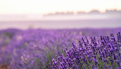 Obraz premium Lavender blooming field at sunrise nature photography tranquil environment scenic viewpoint aromatic concept