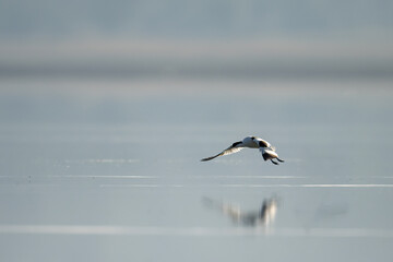 A Pied avocet  bird in flight over a tranquil winter lake.