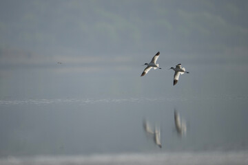 Pied avocet birds  in Flight Over a Misty Landscape