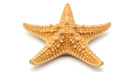Isolated starfish image on white background for marine life and ocean themed design projects use cases