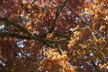 Teilaufnahme einer Blutbuche mit kupferfarbenen Blättern im Frühling