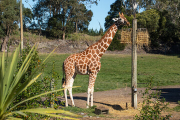 Giraffe feeding in zoo on a sunny day