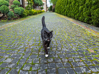 Friendly Black Cat with White Paws Meowing on Cobblestone Driveway in Garden.Adorable Tuxedo Cat...