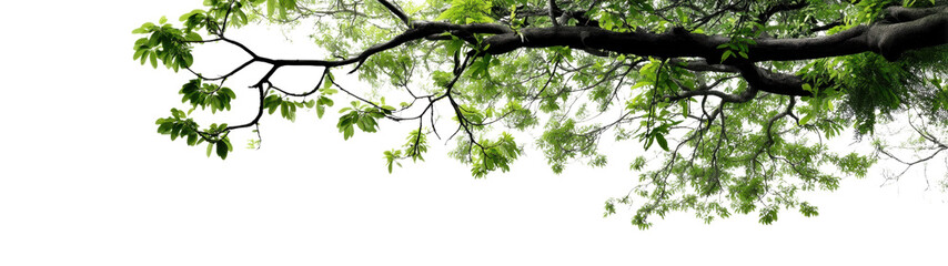 Fototapeta premium Close-up of vibrant green tree leaves.