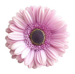 PNG Purple gerbera flower petals illustration.
