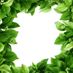 Vibrant green leaf frame for nature designs.