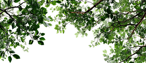 Lush green leaves on a sunny day.