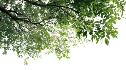 Obraz premium Vibrant green leaves in natural sunlight.