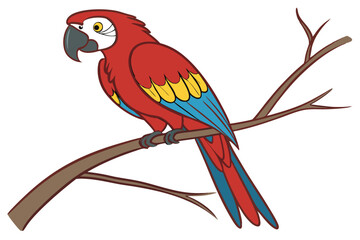 Colorful Red Macaw bird on white background.