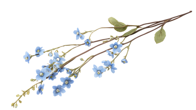 Beautiful Forget-Me-Not Flowers Isolated on White Background for Design Projects