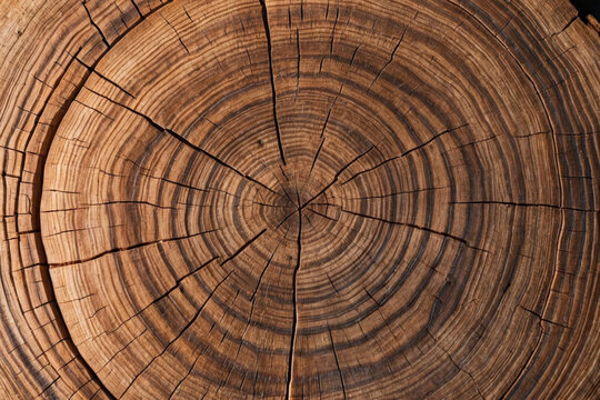 Detailed macro shot revealing the intricate patterns of a tree trunk's cross-section.