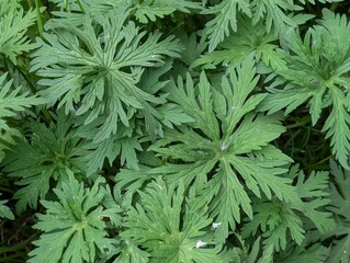 Leaves of Meadow Crane's-bill (Geranium pratense)
