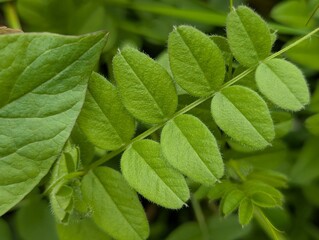 Closeup of leaves of Bush Vetch (Vicia sepium)