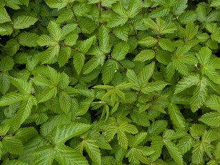 Leaves of Meadowsweet (Filipendula ulmaria)