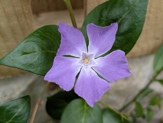Flower of Greater Periwinkle (Vinca major) by a garden fence