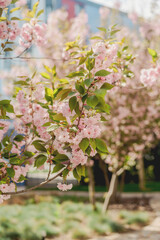 Blooming Cherry Trees in Modern City Park