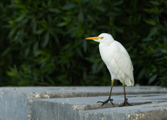 Cattle Egret at Tubli bay in the morning hours