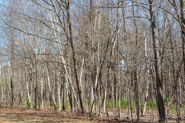 birch trees of the quabbin reservoir