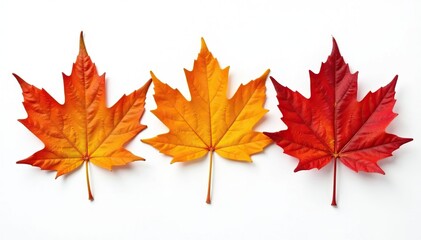Group of colorful autumn leaves isolated on pure white, minimal, desktop, macro