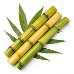 Obraz premium green bamboo isolated on white background, 