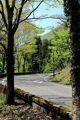 岐阜県揖斐川町の新緑の中の道