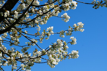 Apple Tree Blossom in Spring