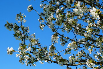 Apple tree blossom