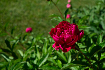 Flowering peony plant bush in summer garden with blurred green background. Pink double flowers of Paeonia lactiflora. Colorful spring or summer back.