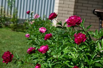 Flowering peony plant bush in summer garden with blurred green background. Pink double flowers of Paeonia lactiflora. Colorful spring or summer back.