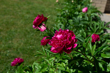 Flowering peony plant bush in summer garden with blurred green background. Pink double flowers of Paeonia lactiflora. Colorful spring or summer back.