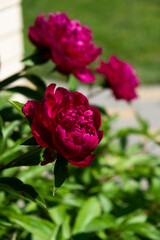 Flowering peony plant bush in summer garden with blurred green background. Pink double flowers of Paeonia lactiflora. Colorful spring or summer back.