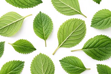 Scattered green leaves on white surface