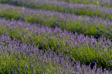 Obraz premium PLANTACIÓN Y FLORES DE LAVANDA