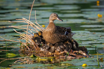 A female mallard with its ducklings stands on the nest in the water, rests, and looks toward the camera lens on a sunny summer day.