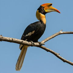 Obraz premium A great hornbill perched on a branch against a clear blue sky displaying its vibrant plumage details