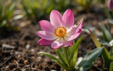Close-up of a blooming spring flower in a garden