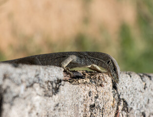 A lizard is on a rock
