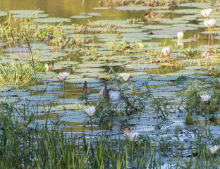 A bird is sitting on a lily pad in a pond