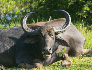A large black ox with horns laying down in a grassy field