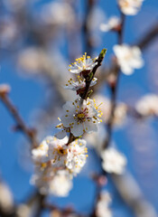 A branch of a tree with white flowers