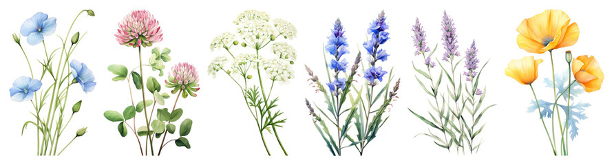 Obraz premium PNG Colorful botanical wildflower illustration, element set on transparent background