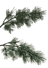 Fototapeta premium Vector Pine Branches for Winter Decor. Christmas tree branches. Minimal Holiday Seasonal Projects