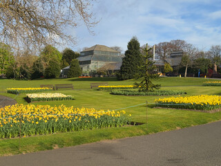 Obraz premium Daffodils at the Botanic Gardens in Glasgow