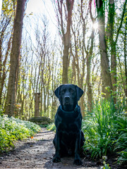 Black Labrador in the wild garlic on Anglesey 