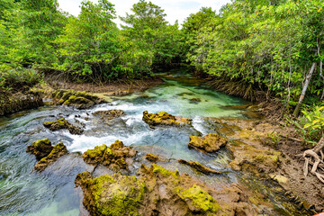 Obraz premium Tropical trees roots in swamp forest and crystal clear water stream canal at Tha Pom Klong Song Nam mangrove wetland Krabi Thailand Beautiful nature view