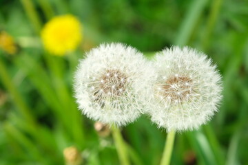 たんぽぽの綿毛